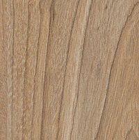 Swiss Elm